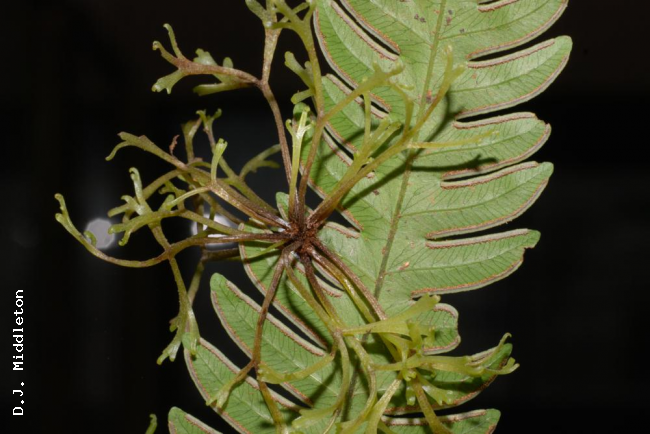Lower surface of pinna with galls