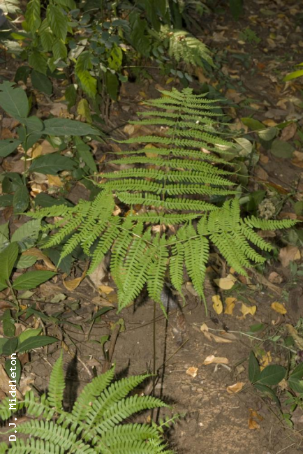 Habit