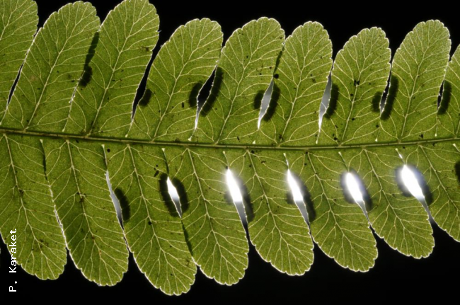 Venation
