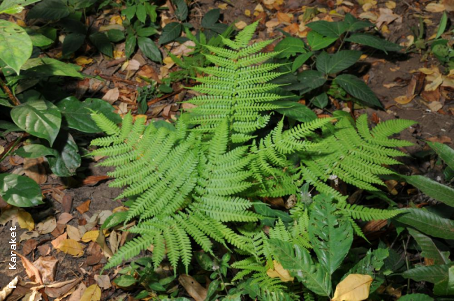 Habit