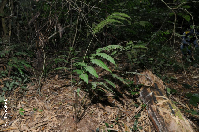 Habit