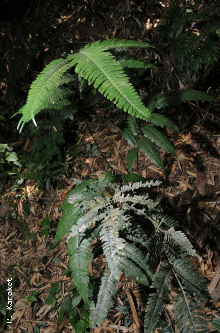 Habit