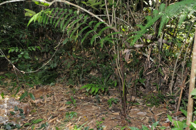 Habit