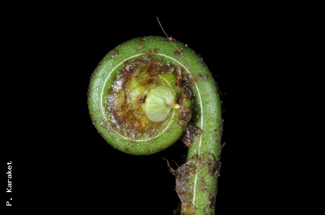 Crozier