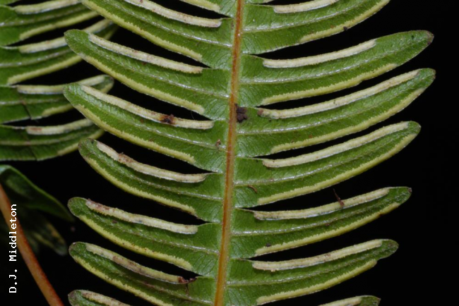 Sori