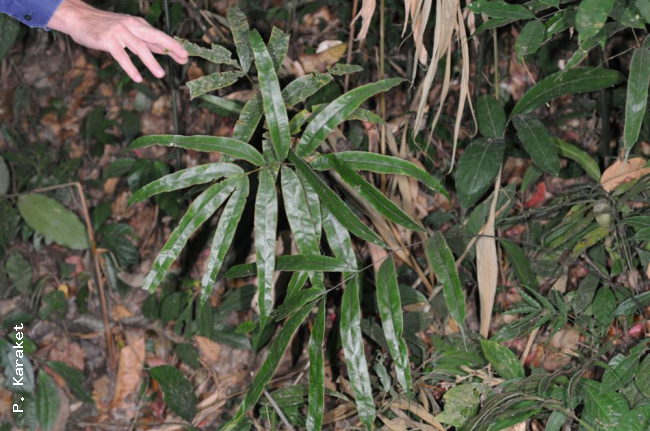 Habit