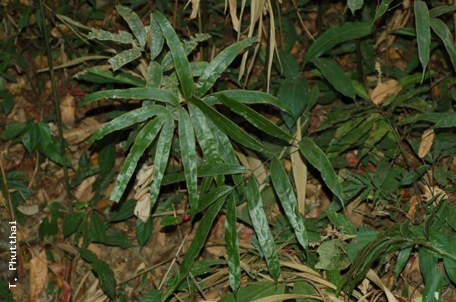 Habit