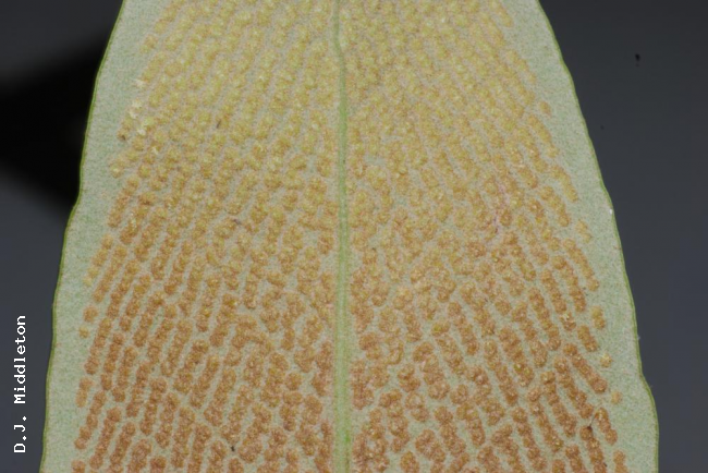 Lower surface of frond with sori
