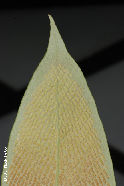 Frond apex