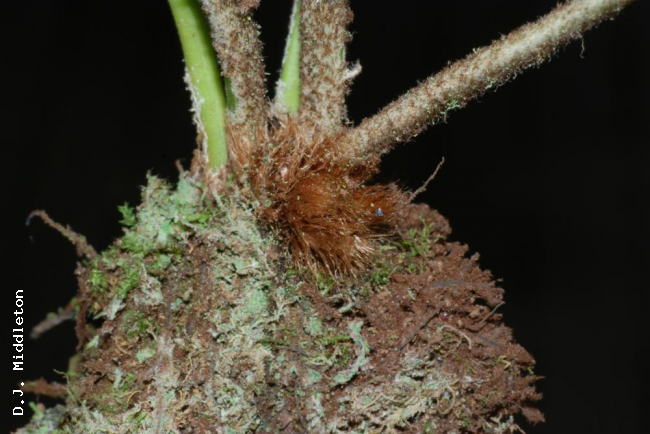 Rhizome and scales