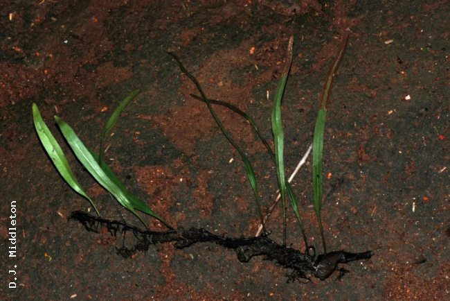 Whole plant