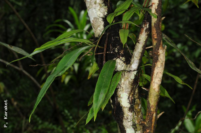 Habit