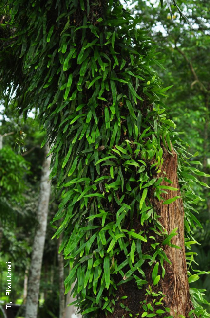 Habit