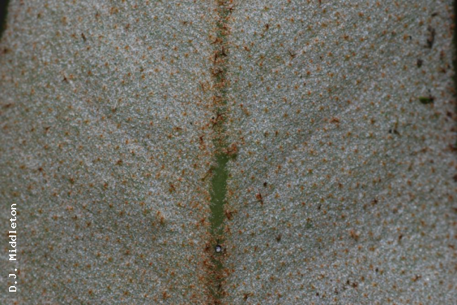 Lower surface of frond