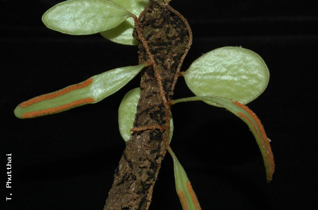 Lower surfaces of sterile and fertile fronds