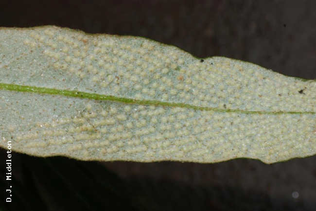 Lower surface of frond with young sori