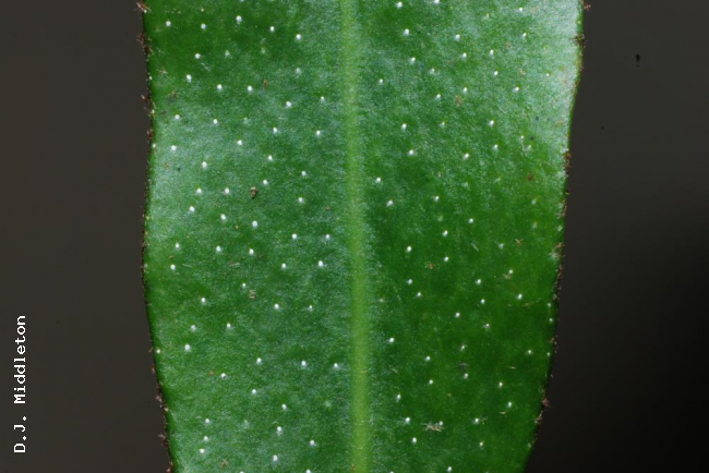 Upper surface of frond