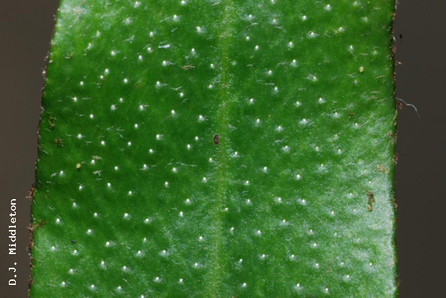 Hydathodes of upper frond surface