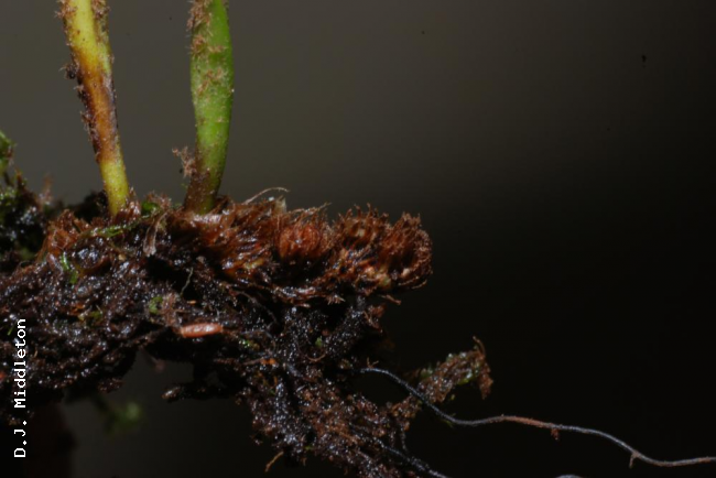 Rhizome