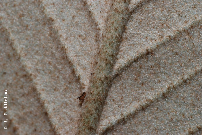 Lower surface of frond