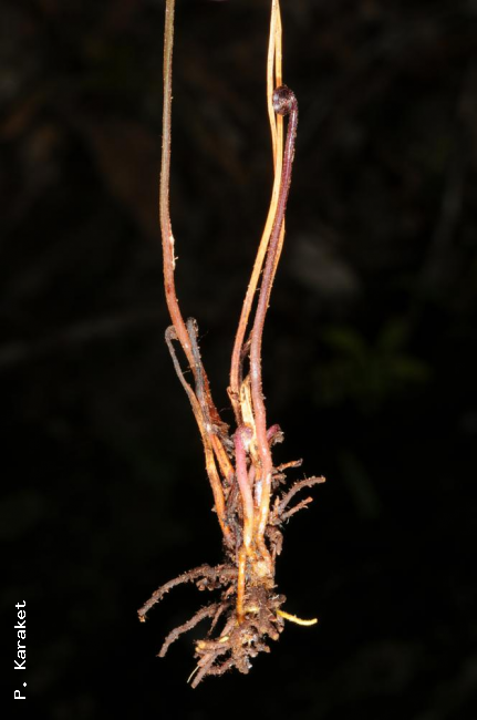Rhizome and stipes