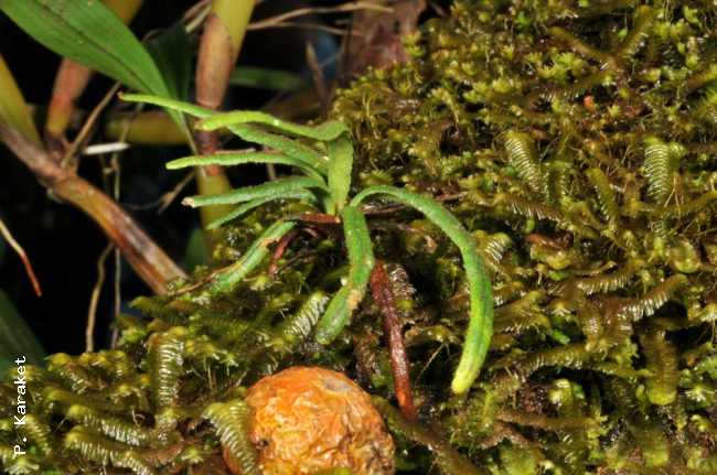 Habitat