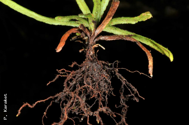 Rhizome