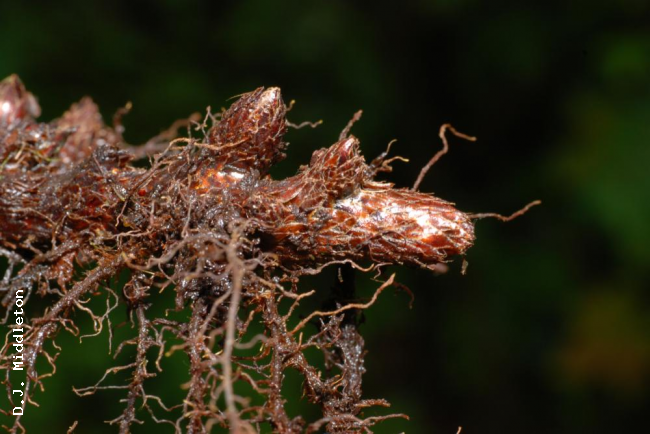Rhizome
