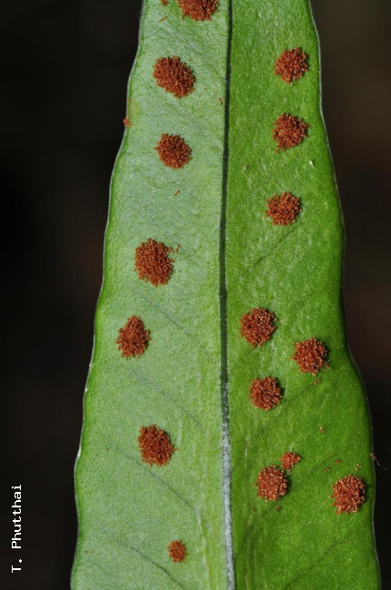 Lower surface of frond with round sori