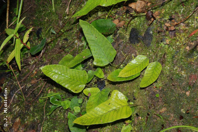 Habit
