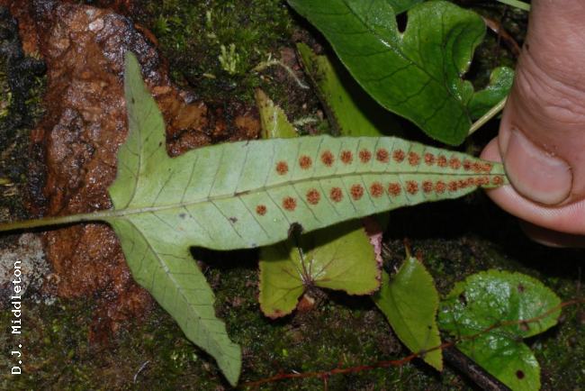 Lower surface of frond