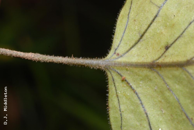 Stipe and base of frond