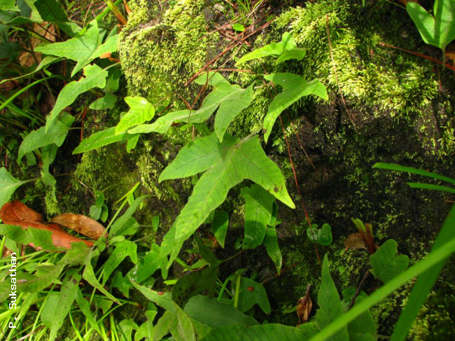 Habit