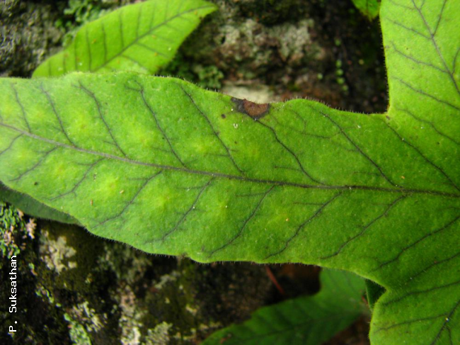 Upper surface of frond