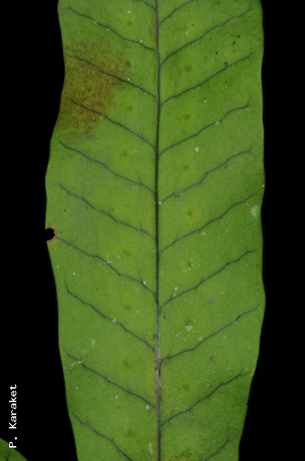 Upper surface of frond