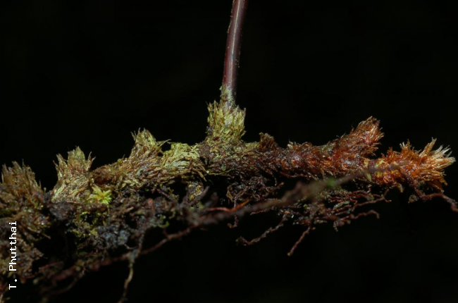Rhizome