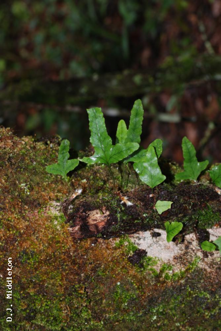 Habit