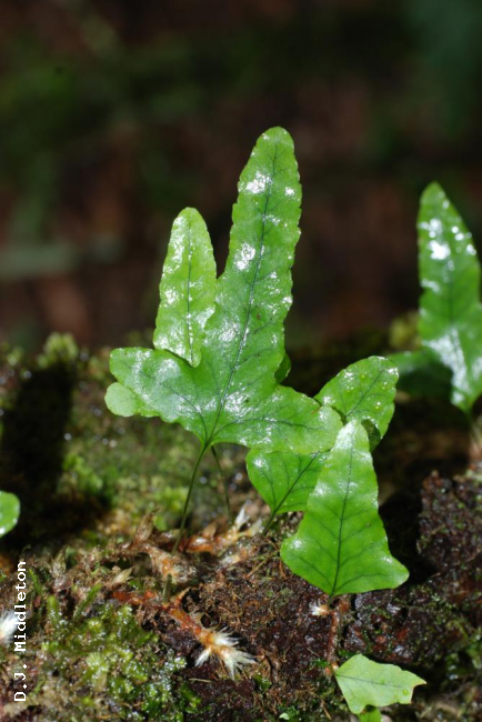 Habit