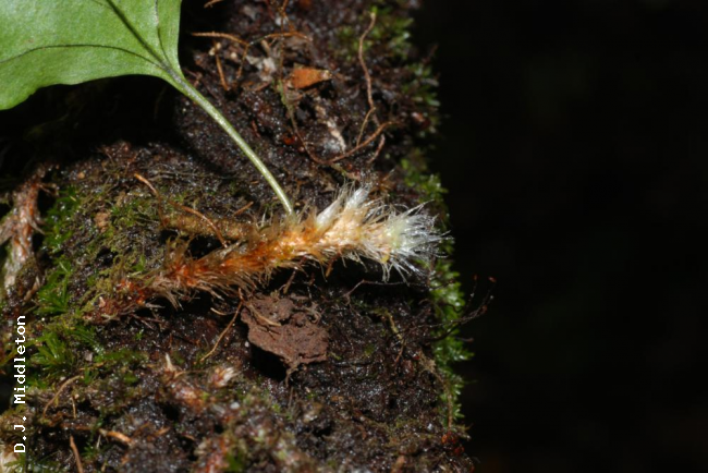 Rhizome