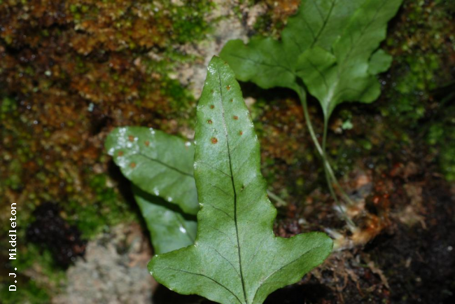 Lower surface of frond