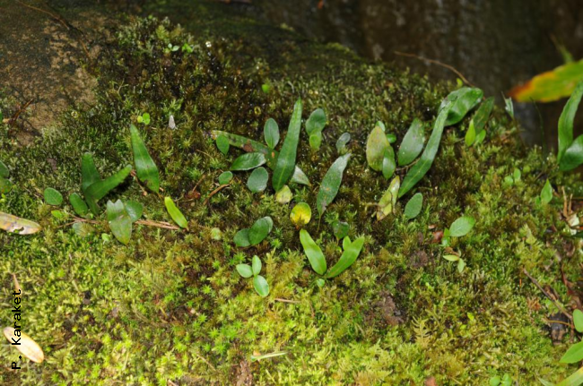 Habit