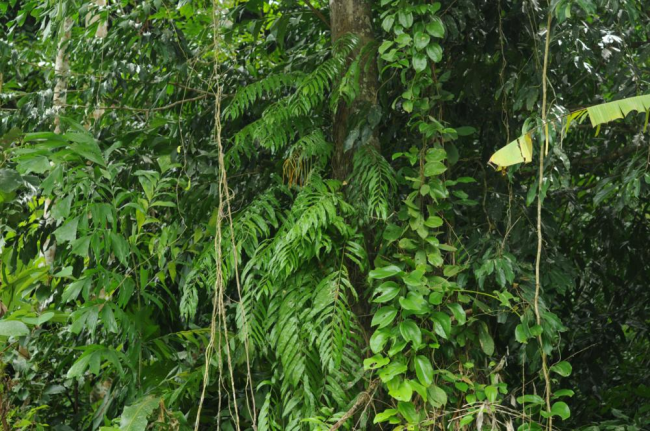 Habit, climbing up tree