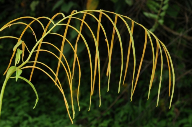 Fertile pinnae