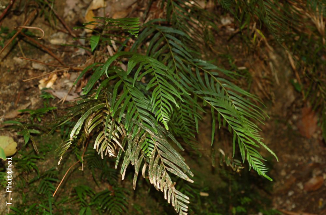Habit