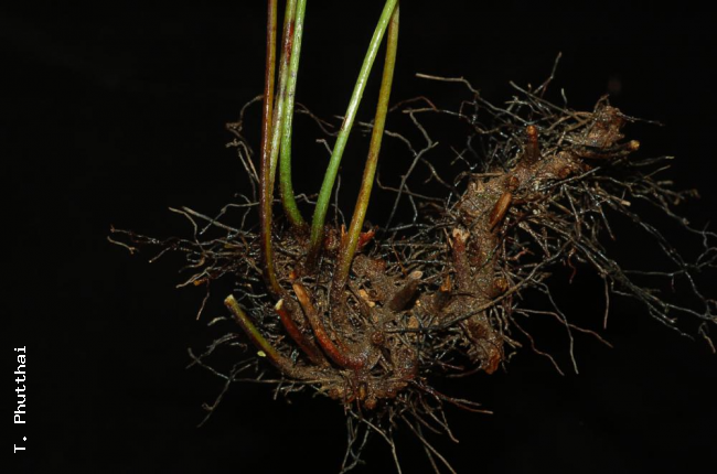 Rhizome