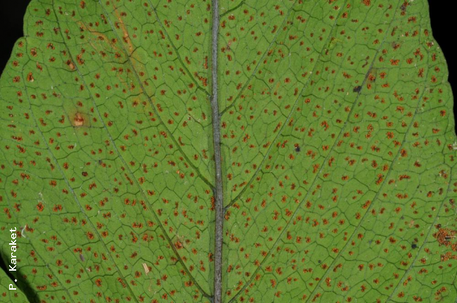 Lower surface of lamina with sori