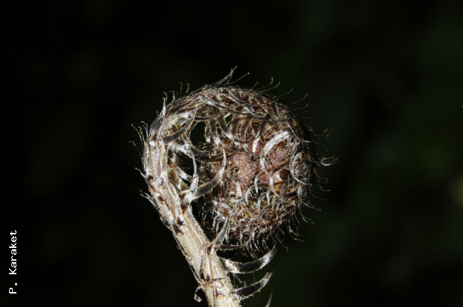 Crozier