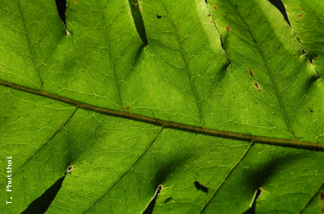 Venation