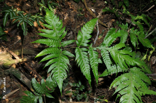 Sterile frond