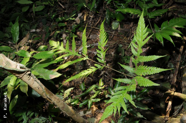 Fertile frond